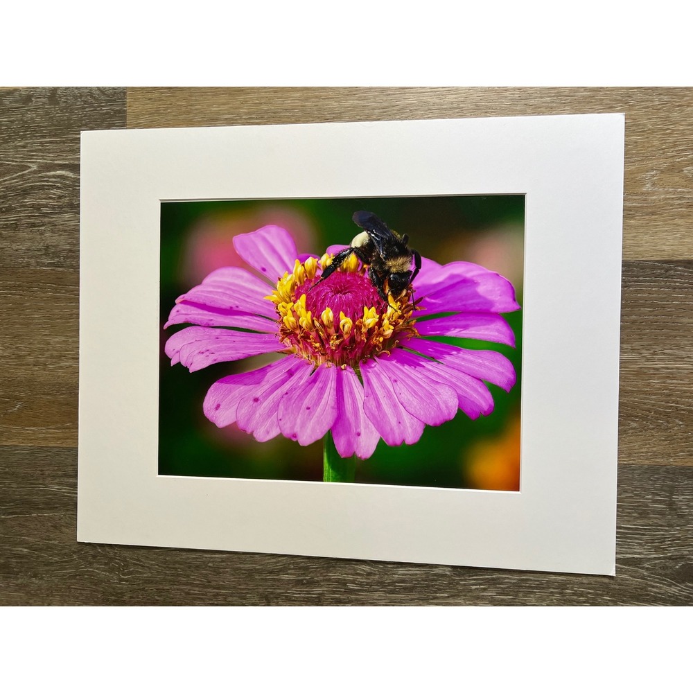 Nature Photography 16x20 Pink Bumblebee Zinnia Matted Art